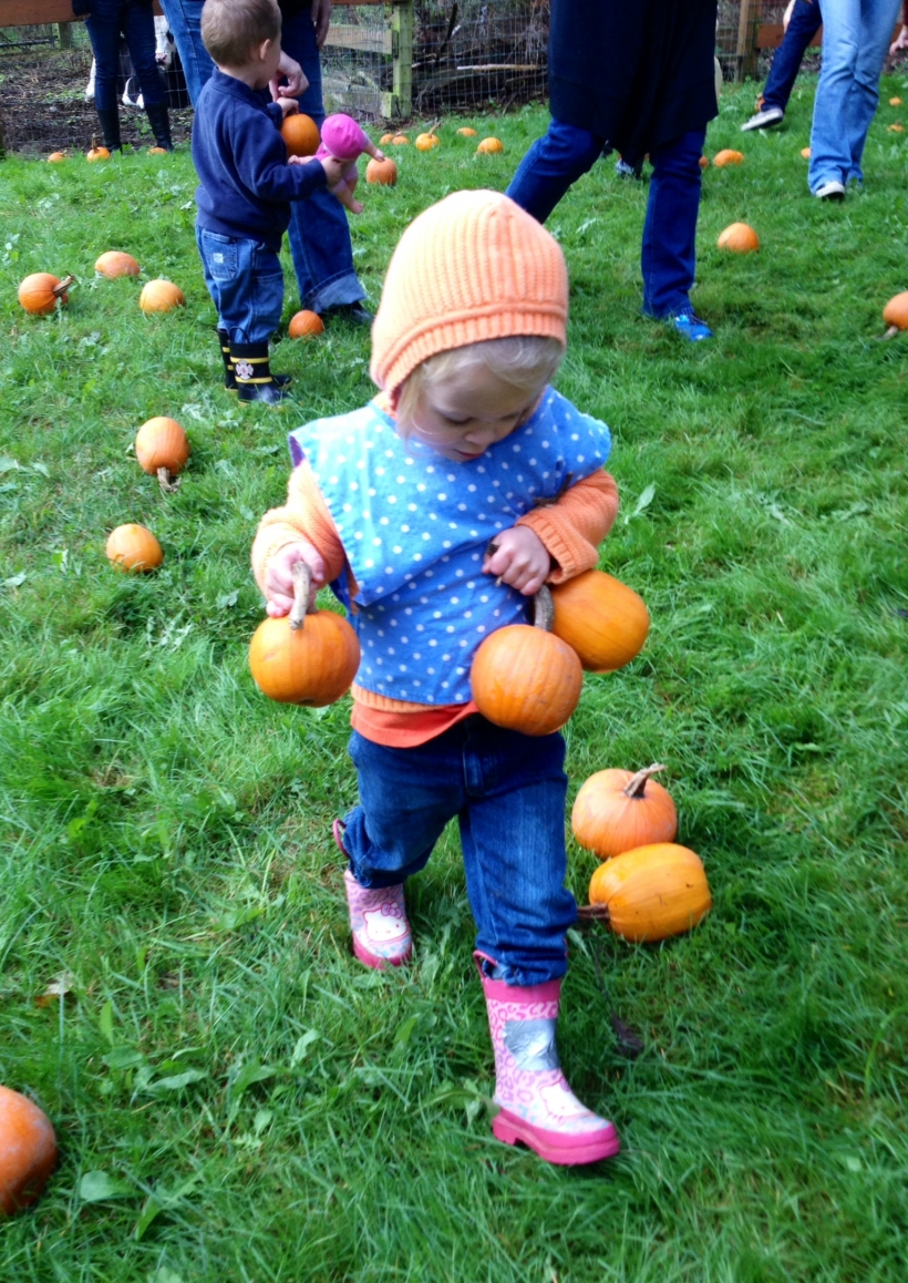 All of the baby pumpkins